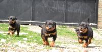 cuccioli di Rottweiler