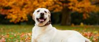 cane labrador retriever