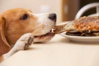 cane ruba cibo tavola