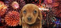 cane ha paura dei fuchi di artificio
