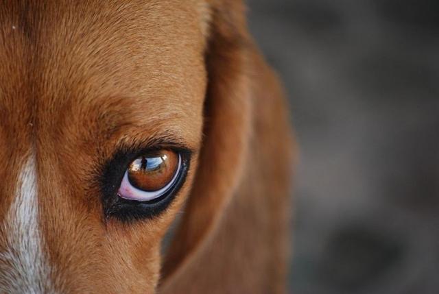 diarrea prostatica ingrossata del cane diarrea prostatica ingrossata del cane