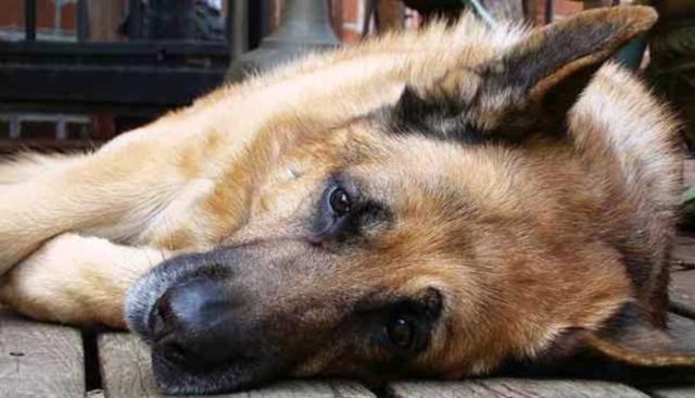 malattie comuni nel cane