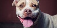 malattie pit bull