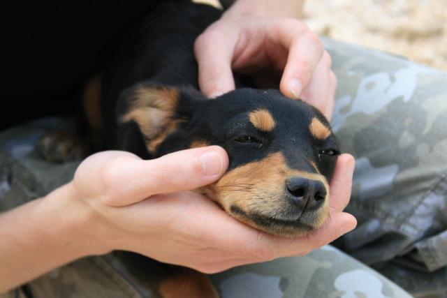 veleno per cani