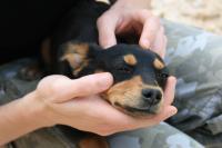 veleno per cani