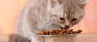 gatto mangia crocchette