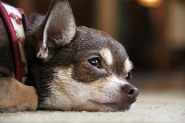 dieta per cani con anemia dieta per cani con anemia