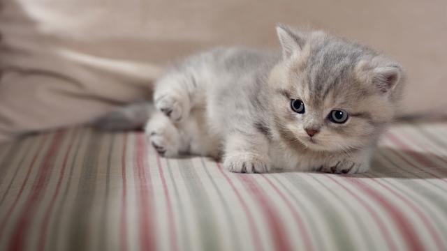 gatto con le pulci