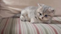 gatto con le pulci