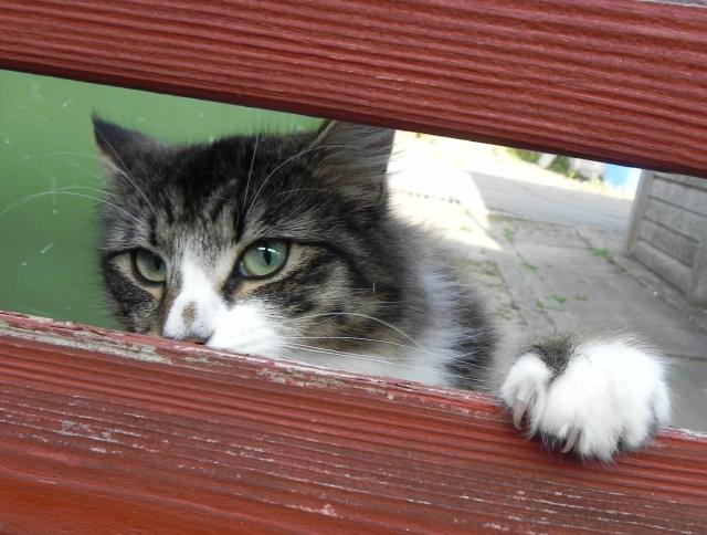 Problemi Renali Nel Gatto Mondopetsit
