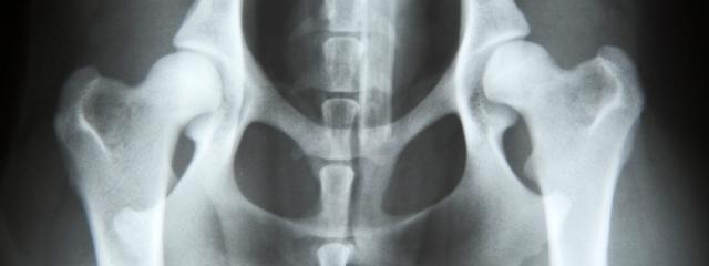 radiografia artrosi cane