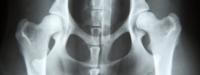 radiografia artrosi cane