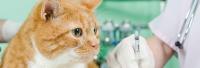 analisi linfociti gatto