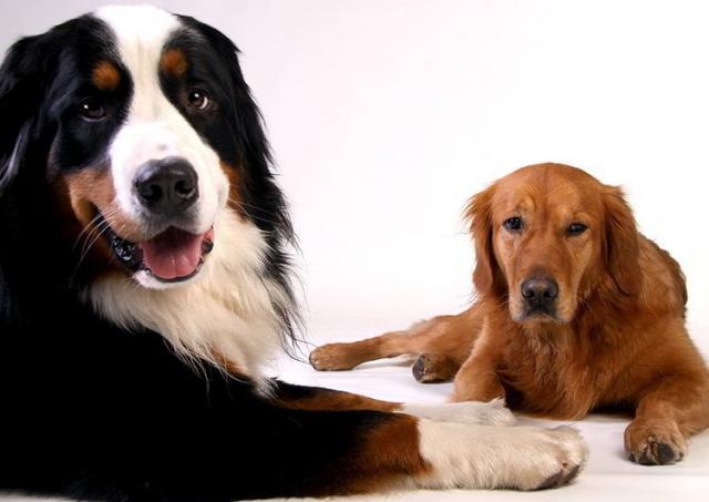dieta per insufficienza renale nel cane