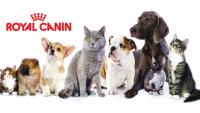 cibo cani royal canin