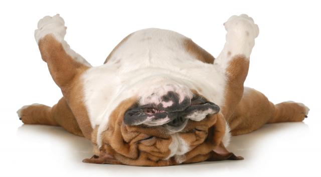 sindrome brachicefala cane