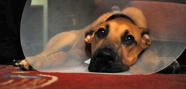 collare sterilizzazione cane