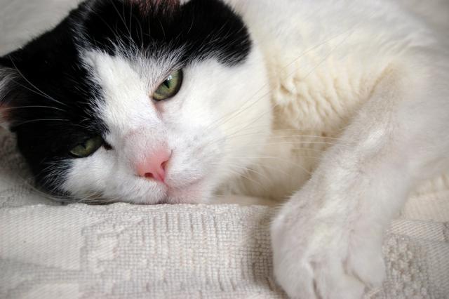 occhio secco nel gatto