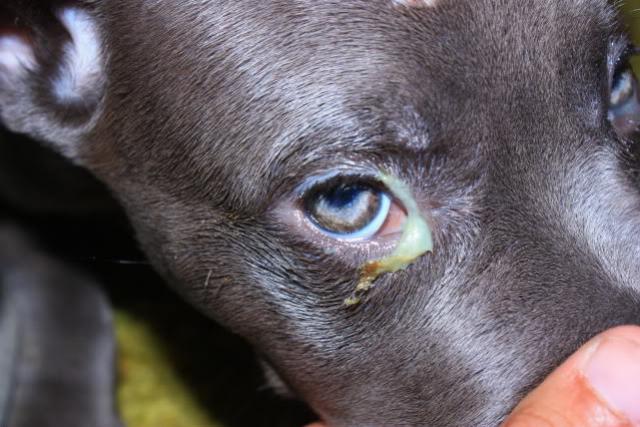 occhio secco e muco cane