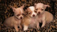 cuccioli di chihuahua 