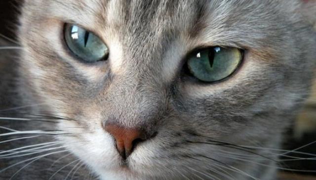 malattia degli occhi dei gatti malattia degli occhi dei gatti