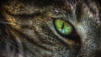 occhi infiammati gatto