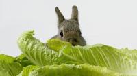 coniglio mangia lattuga