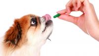 farmaci per sterilizzare cane