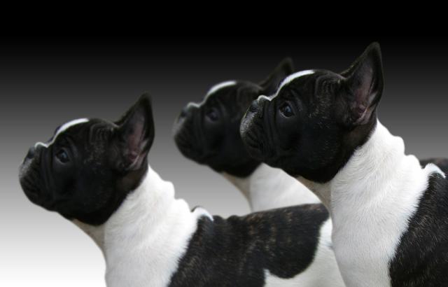 Sindrome Cane Brachicefalo Sintomi E Trattamento Mondopetsit
