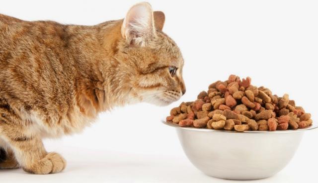 migliore cibo umido per gatti
