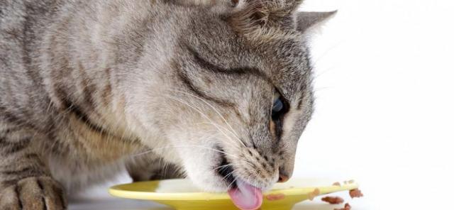 cibo per gatti