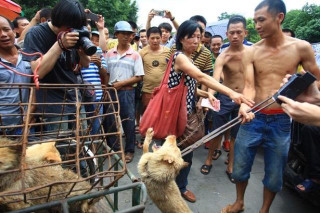 Foto Orrore in Cina: fermiamo il ''Festival della Carne di Cane''