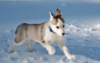 prezzo husky canadese