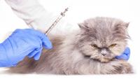 vaccini obbligatori gatto