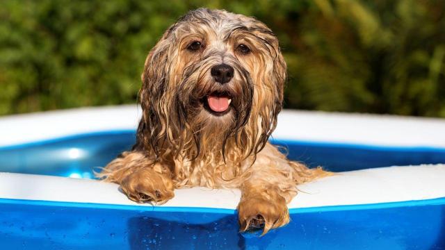 cane piscina caldo