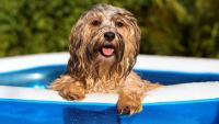 cane piscina caldo
