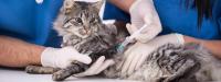 vaccinare gatto felv