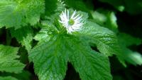 Goldenseal per cani