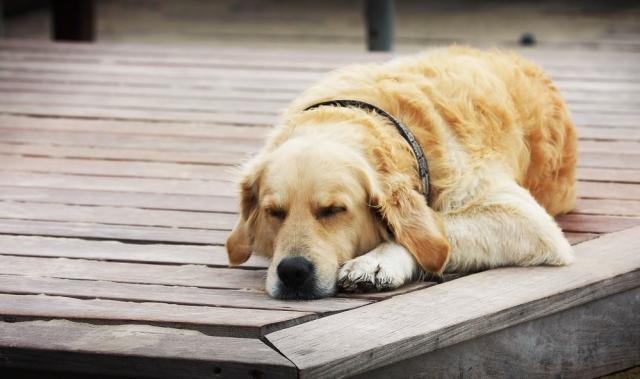 Risultati immagini per cane dorme