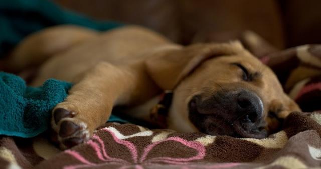 cane ha sempre sonno