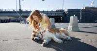 cane morto per il caldo