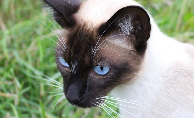 Gatto Siamese Origini Carattere E Cura Mondopetsit