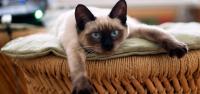 gatto siamese carattere