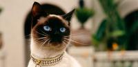 carattere siamese