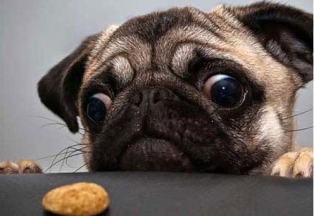 cane non ha fame