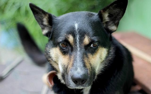 Foto Ematochezia (sangue nelle feci) nel cane