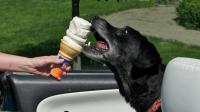 gelato per cani