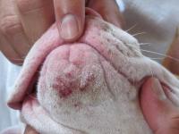 acne nel cane