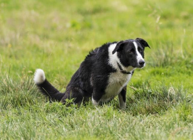 Foto Il mio Cane ha problemi a urinare (disuria)