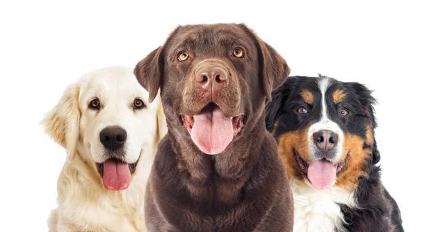 Foto Pepto-Bismol - Farmaci per Cani